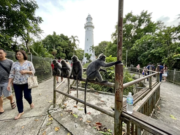 Silver leaf monkeys at Bukit Melawati with the Altingsburg Lighthouse behind