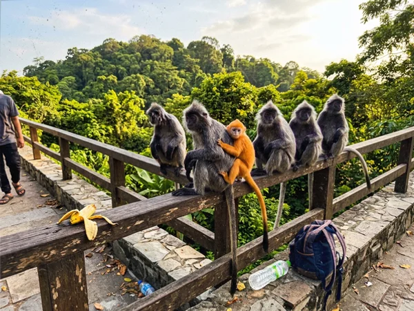 Silver leaf monkeys with an orange infant at Bukit Melawati