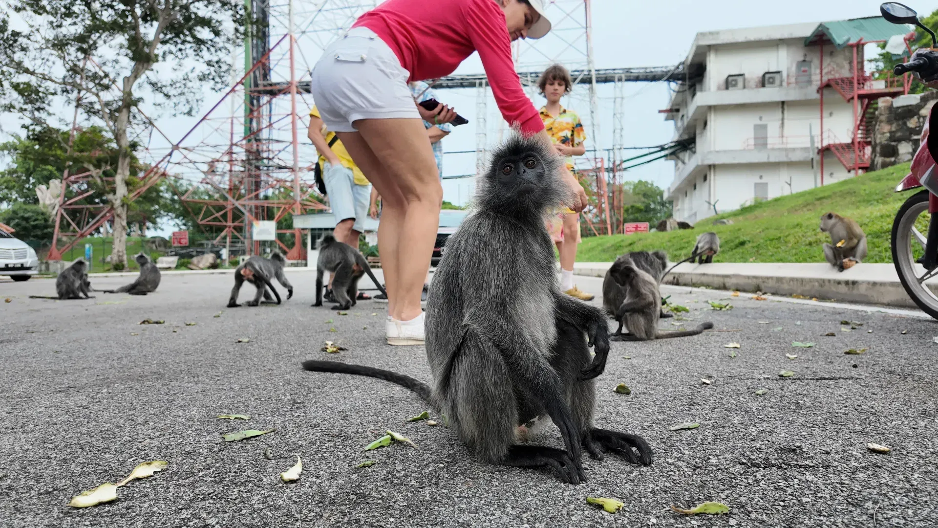 A troop of silver leaf monkeys on the road at Bukit Melawati with visitors